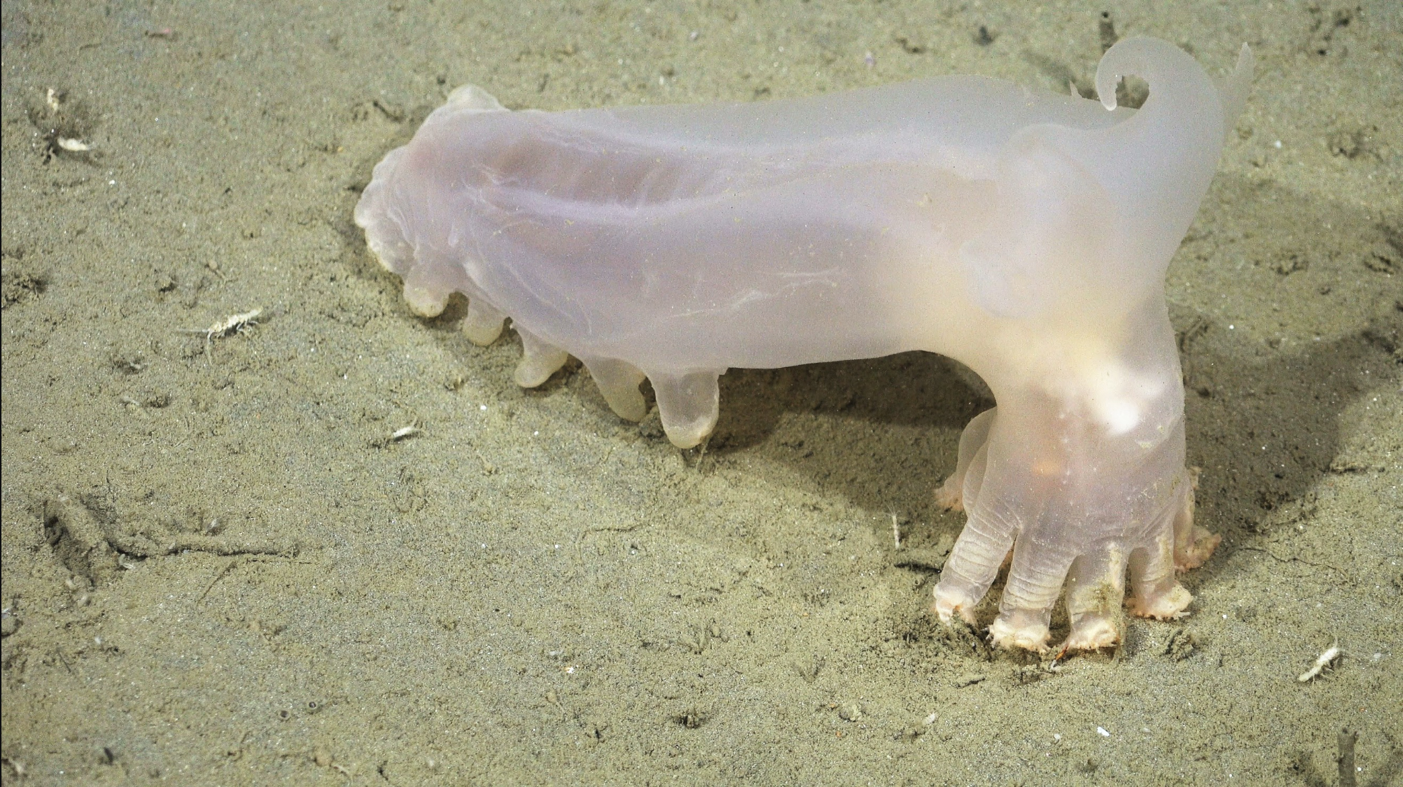 Discover Loki: The New Sea Cucumber Among 57 Unique Deep-Sea Species